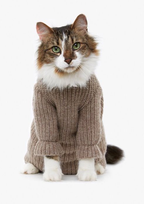 CAT CLOTHES